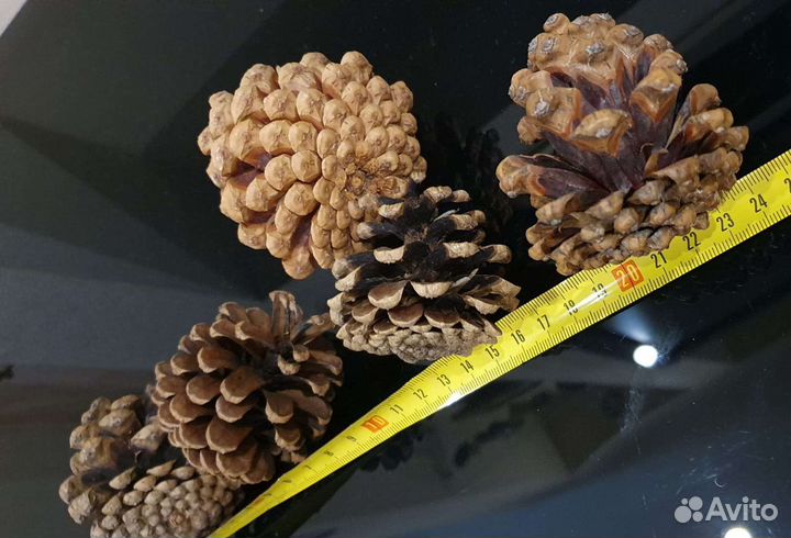 Шишки Сосновые