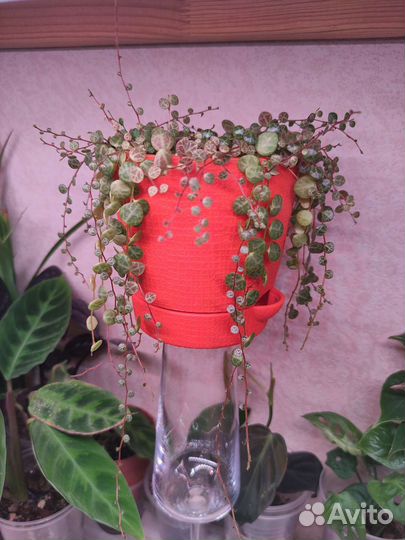 Комнатные растения