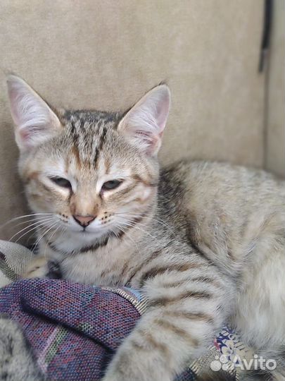Котятки мальчик и девочка,смесь с бенгалом