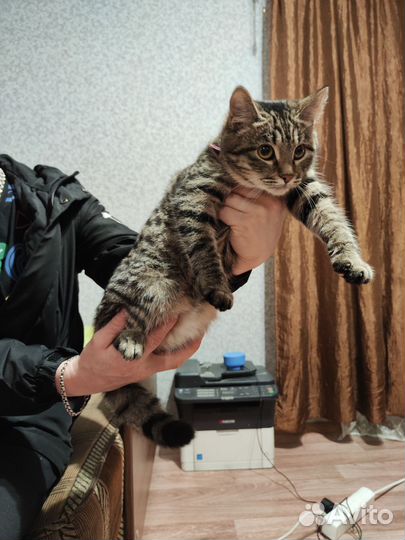 Найдена кошка