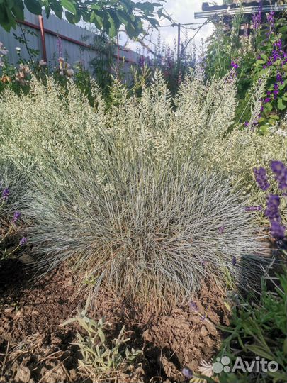 Овсяница сизая