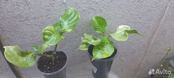 Табернемонтана вариегатная