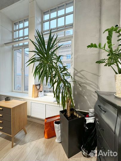 Пальма юкка 4 метра высотой