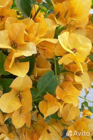 Бугенвилия