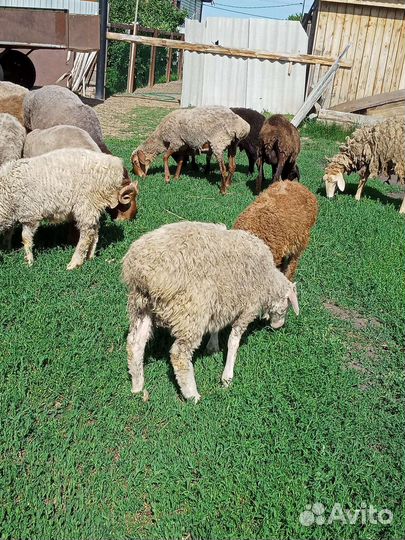 Овцы бараны
