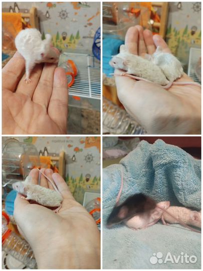 Сатиновые, тексель (декоративные)мыши. Не крысы