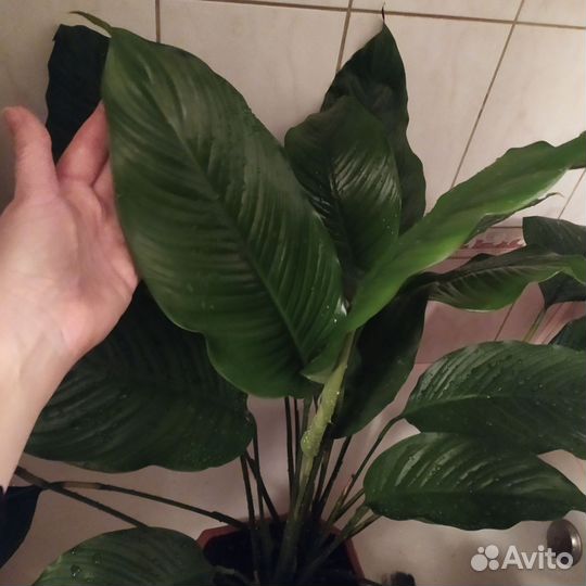 Спатифиллум