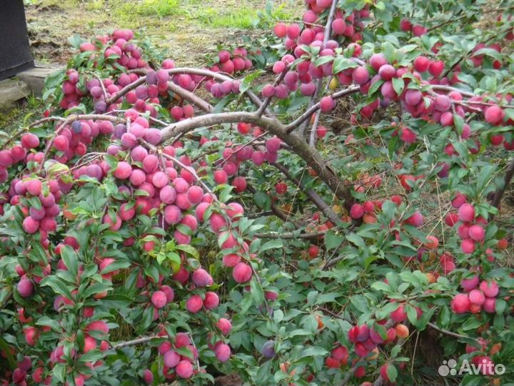 Саженцы абрикоса, персика для Мордовии райониров