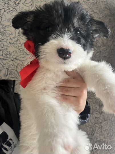 Щенки в добрый руки