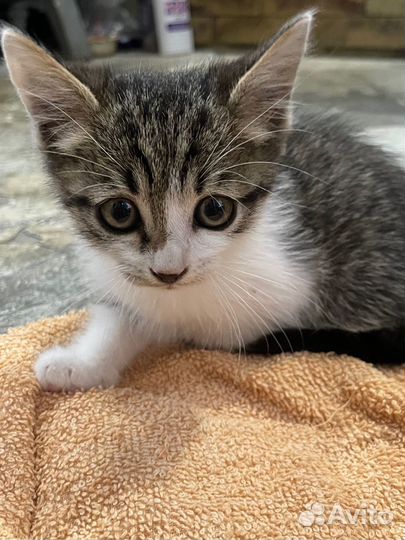Котенок девочка бесплатно