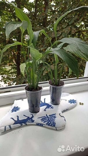 Спатифиллум