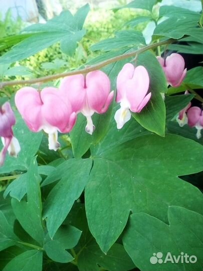 Растения и саженцы для сада