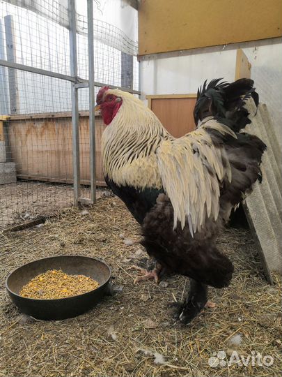 Петух брама