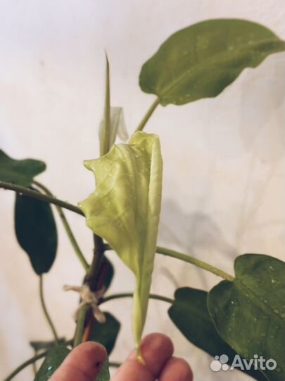 Филодендрон малай голд