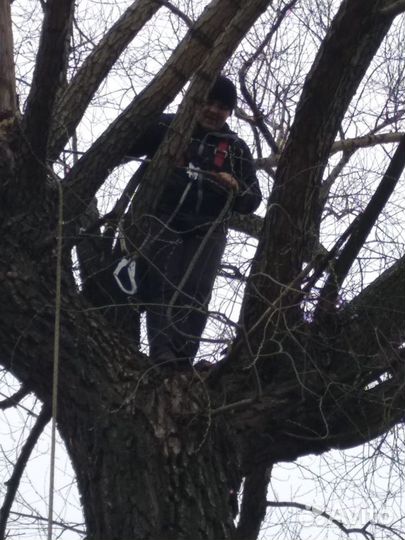 Спил деревьев