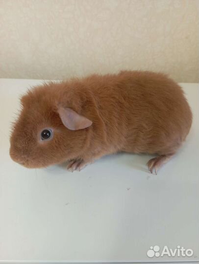 Морская свинка Тэдди мальчик