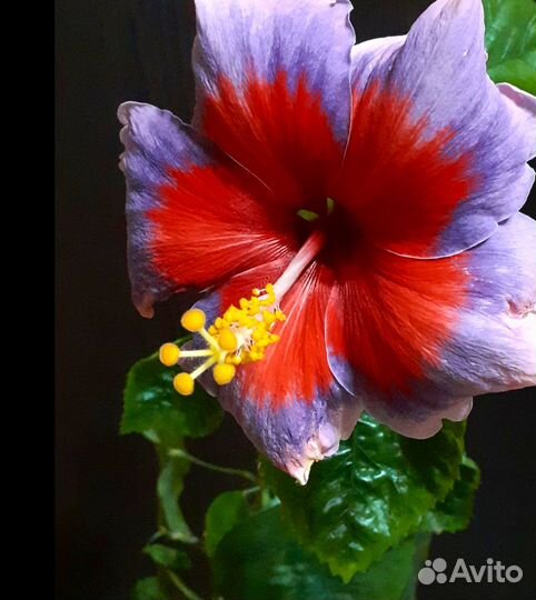 Гибискус на срез