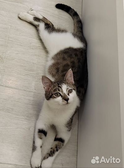 Прекрасный котенок Борис