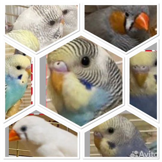 Волнистый попугай, какарик, зебровые амадины