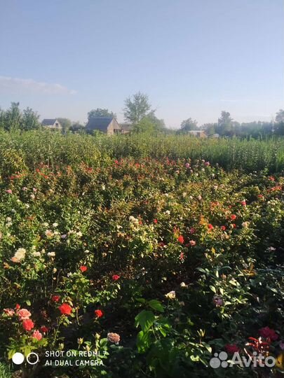 Сирень на штамбе