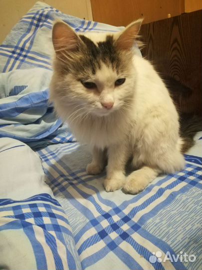Кошка стерилизованная в добрые руки