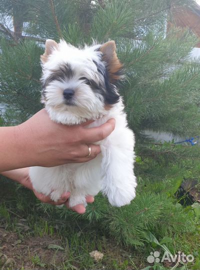 Бивер терьер