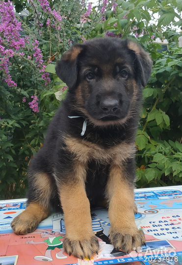 Шикарные щенки в Горелово
