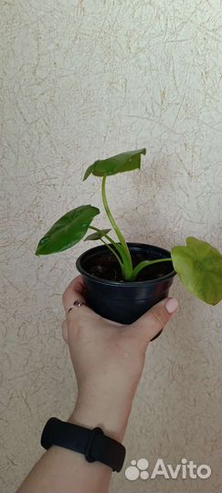 Алоказия крупнокорневая