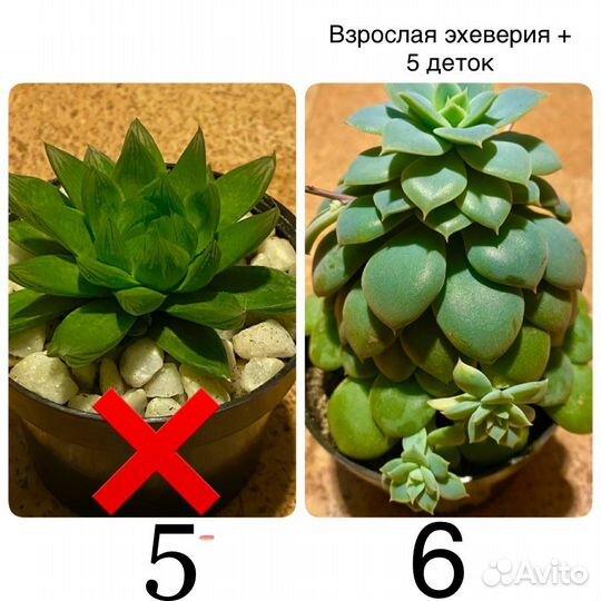 Суккуленты