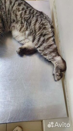 Котик инвалид в приюте