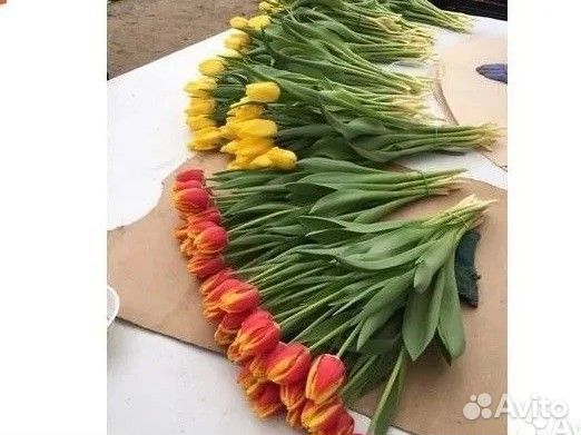 Тюльпаны к 8 марта москва