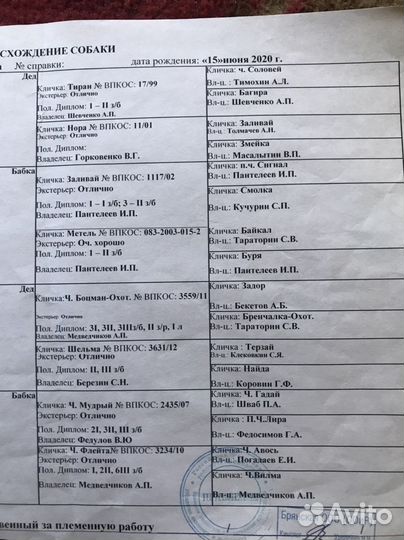 Щенки русской гончей