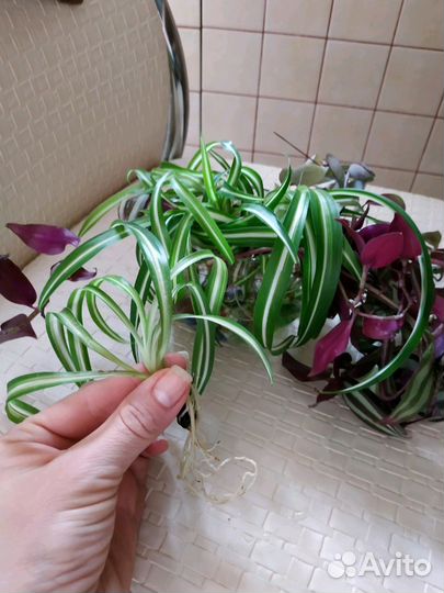 Хлорофитум бонни кудрявый детки