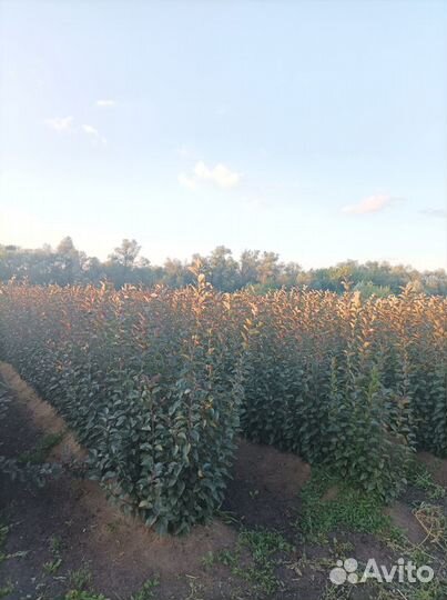 Подвой яблоня