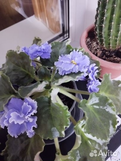 Сортовые фиалки