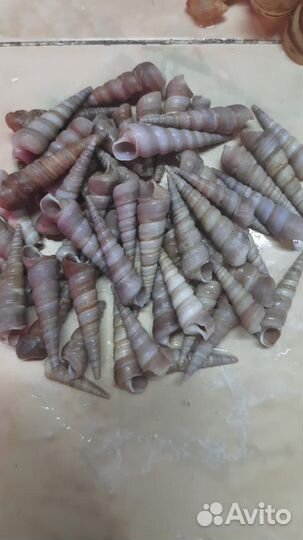 Ракушки океанические и морские. декор