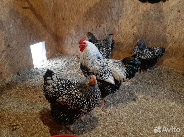 Инкубационное яйцо Виандот