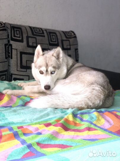 Сибирский хаски