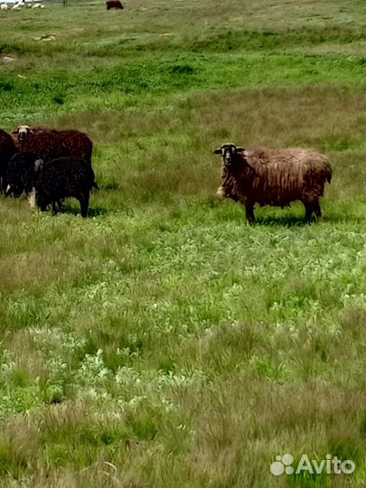 Овцы с детками