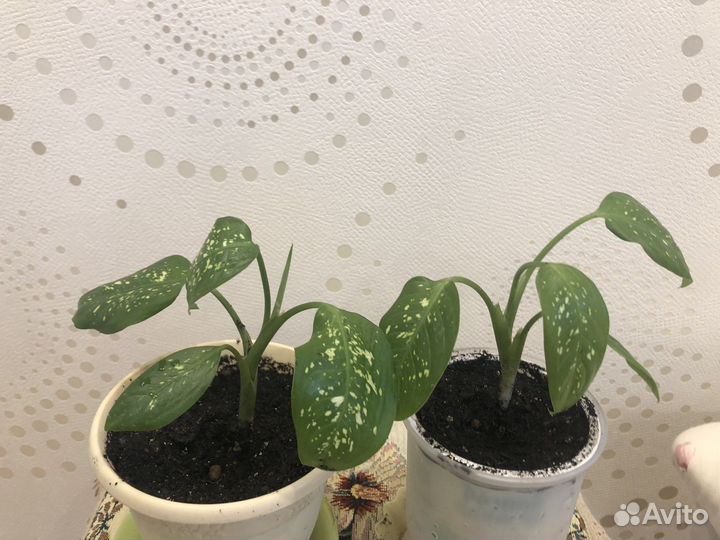 Диффенбвхия