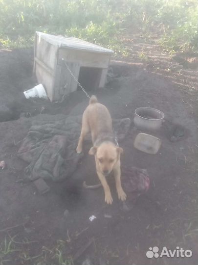 Собаки бесплатно в добрые руки щенки