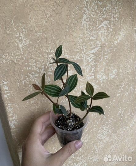 Часть 7. Пеперомия,Церопегия, суккуленты, пилея