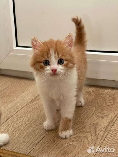 Пушистый рыжий котенок мальчик