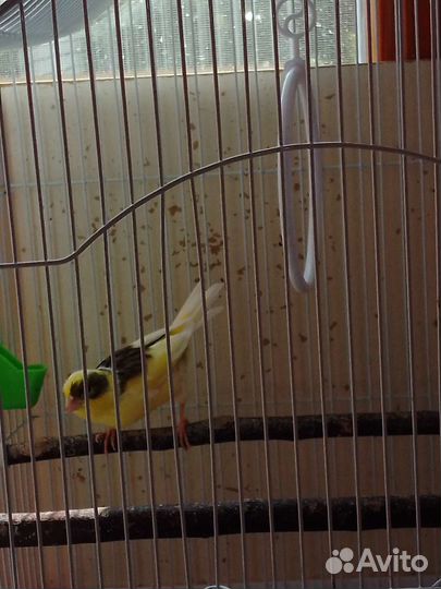 Кенара и канарейки