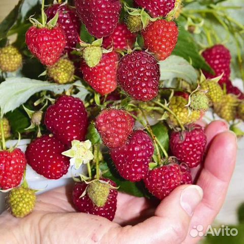 Саженцы малинового дерева "Таруса" купить в Калининграде | Товары для ...