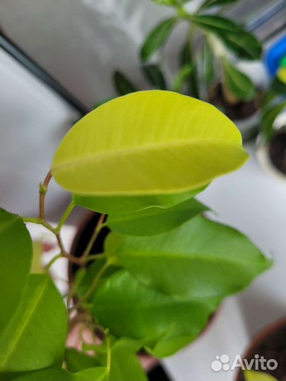 Сортовые фикусы