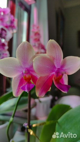 Орхидея фаленопсис