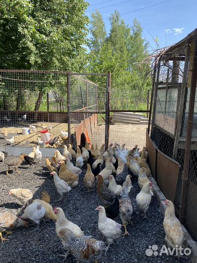 Курочки молодки