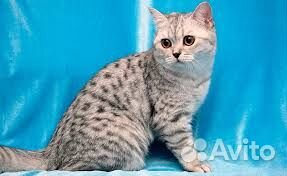 Шотландский котик