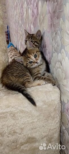 Котята шотландской кошки